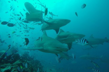Vacanza per subacquei alle Fiji